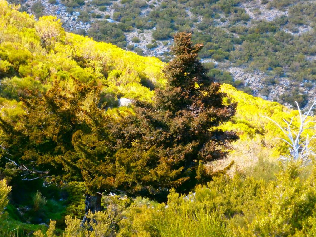 Casa Sebastiana Suite Losar De La Vera Εξωτερικό φωτογραφία